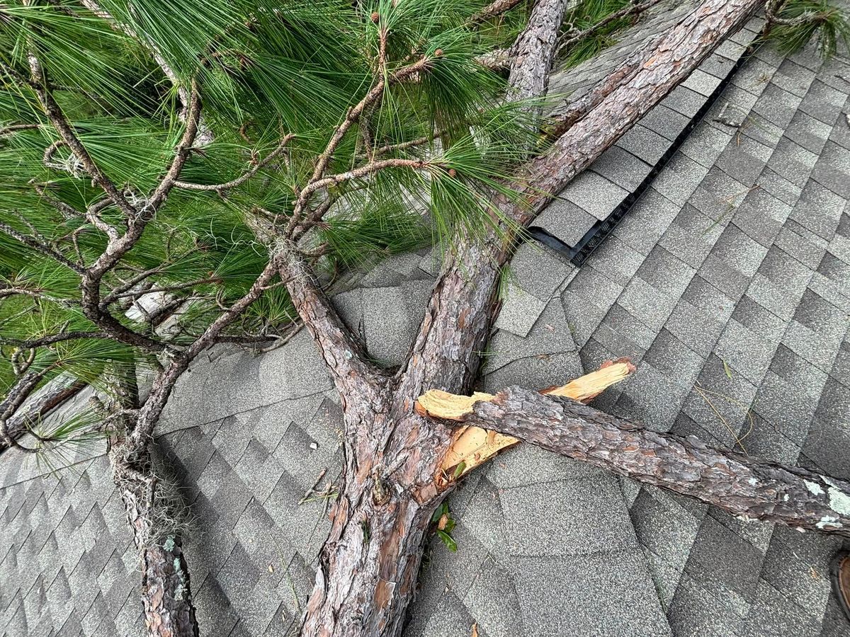 Tree Trimming / Removal for Parker Land Services in Lakeland, FL
