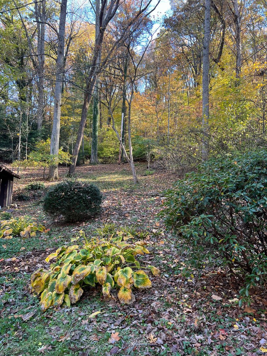 Tree Trimming for Ground To Sky Tree Care in Asheville, North Carolina