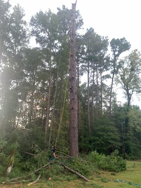 Tree Removal for Hawkins Tree Service & Land Management in Richmond Hill, GA