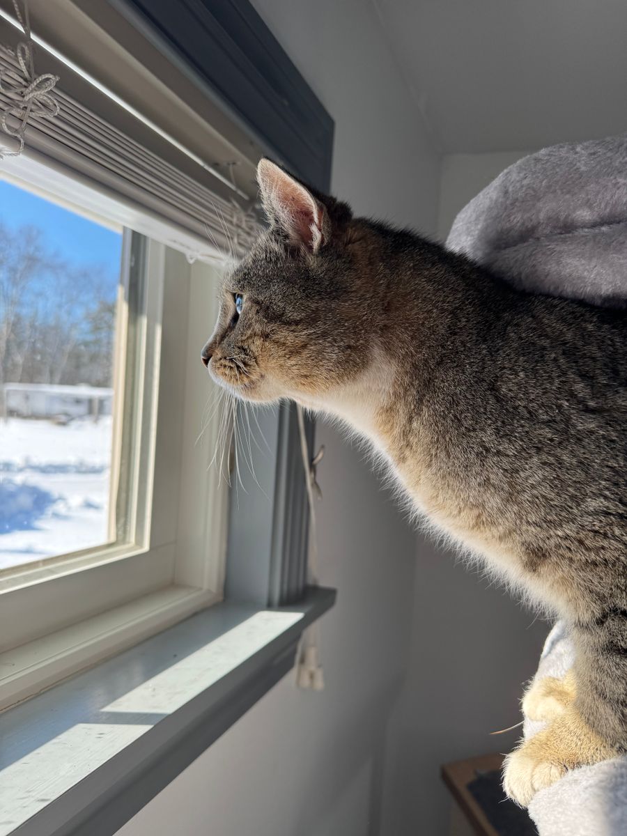 Animal Rescue for Sullivan Sanctuary of Maine in Brunswick, ME