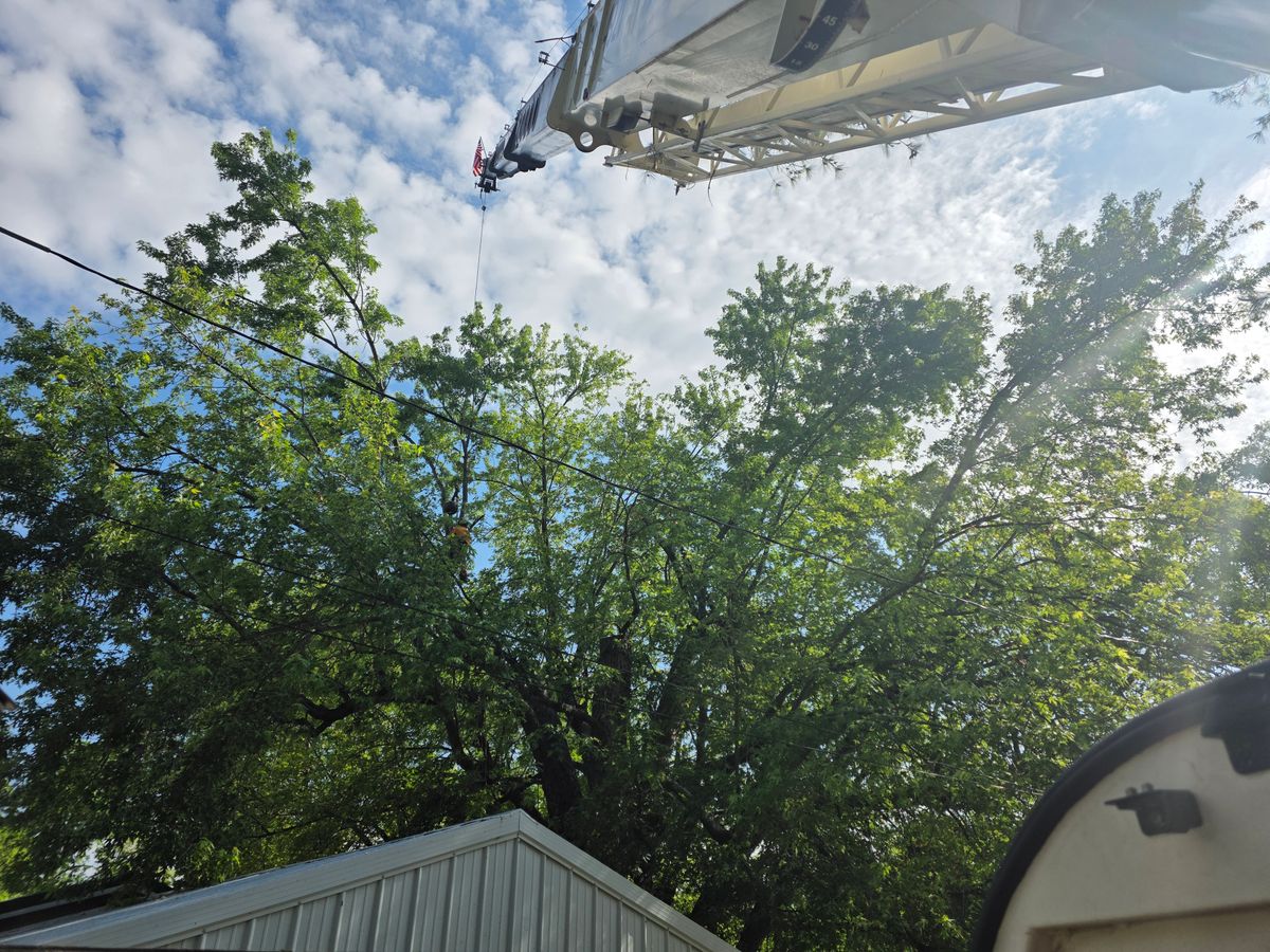 Tree Removal for Advanced Tree Solutions in Rockville, IN