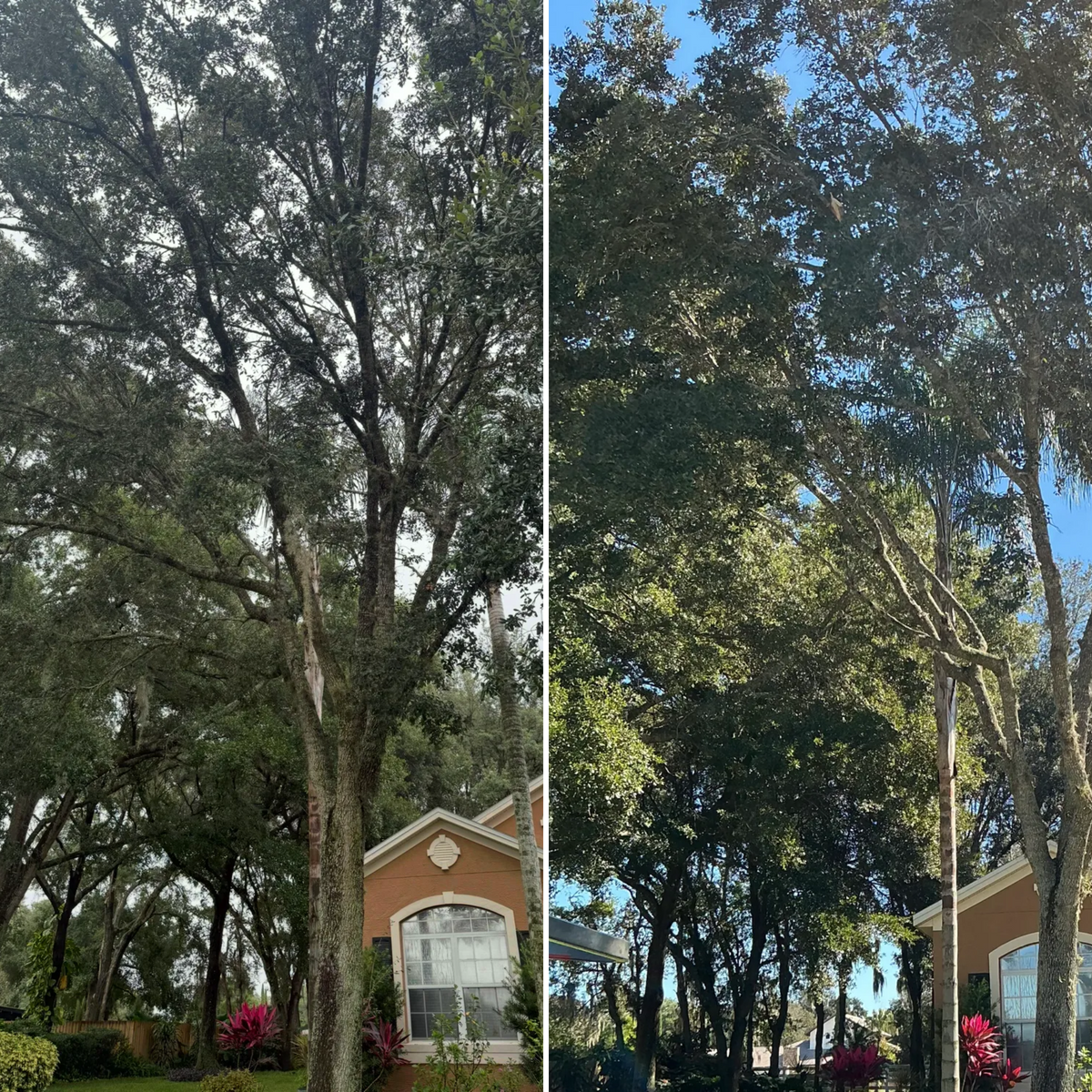 Tree Pruning for Amerigrown Tree And Lawn in Apopka, FL