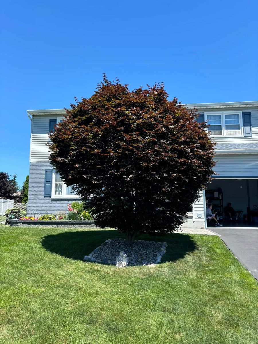 Hedge Trimming for T's Trees in Albany, NY