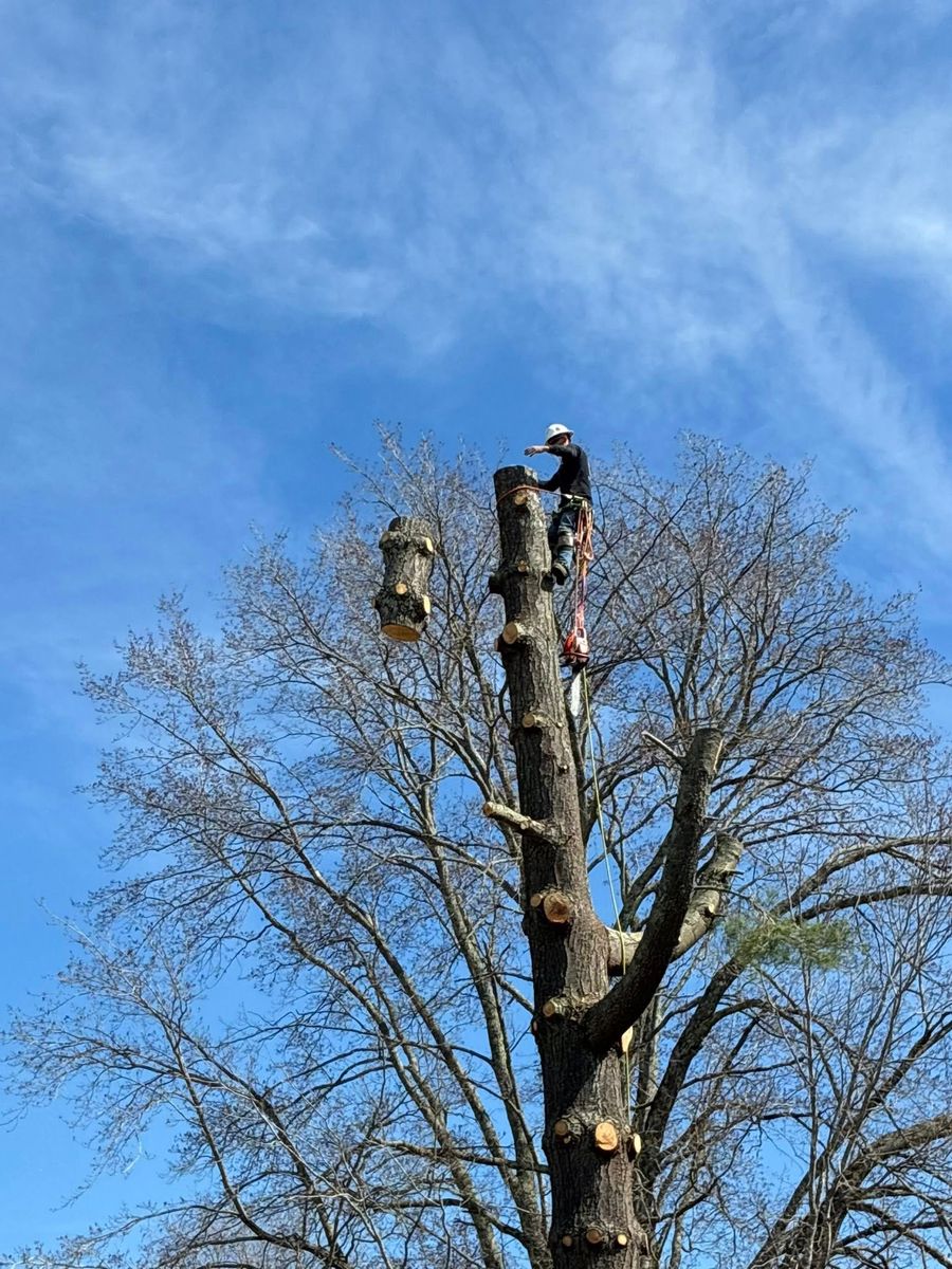 Tree Removal for Skys The Limit Tree Management in Morehead, KY