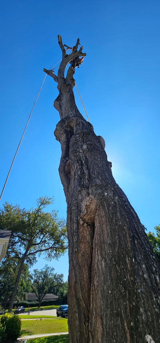 Tree Removal for Servin's Tree Care  in Houston, TX
