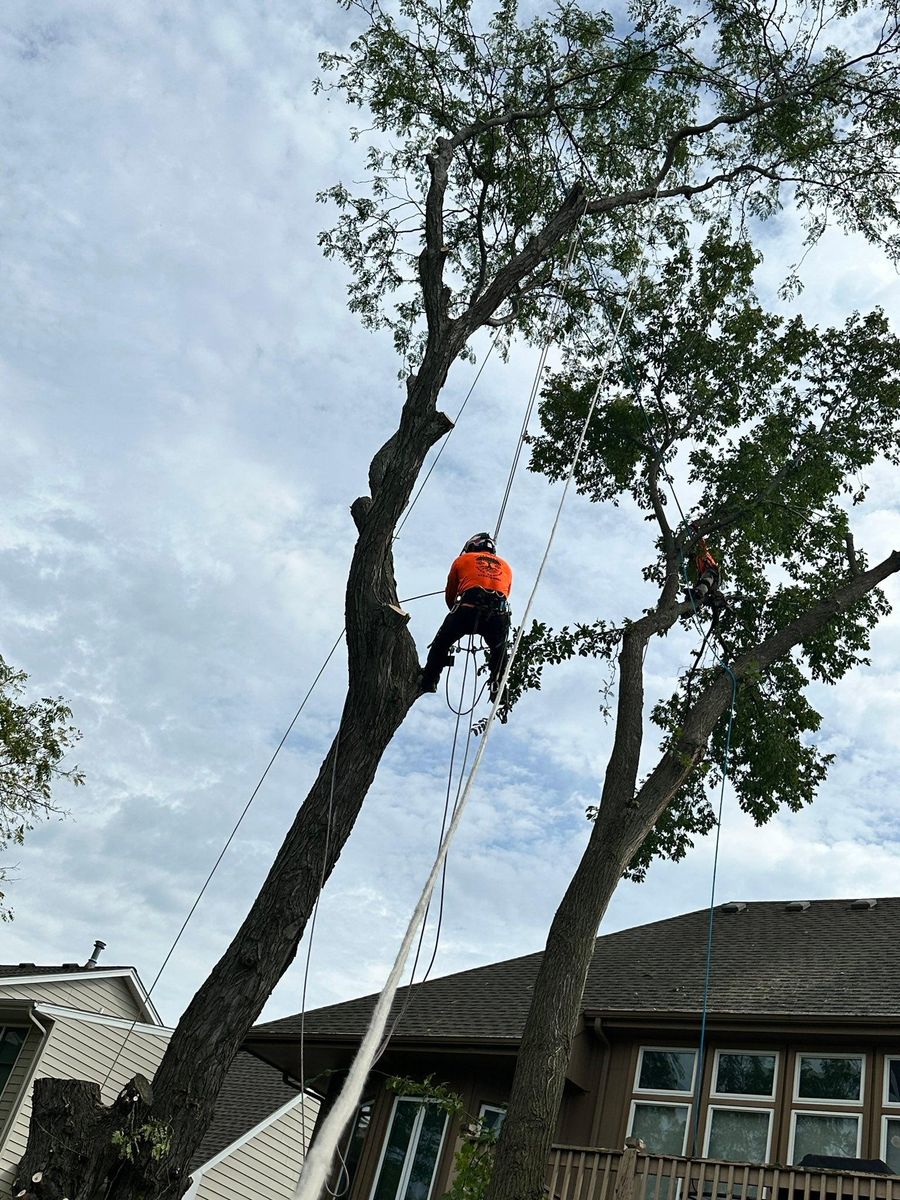 Tree Trimming for Cross Family Tree Service in Kearney, MO