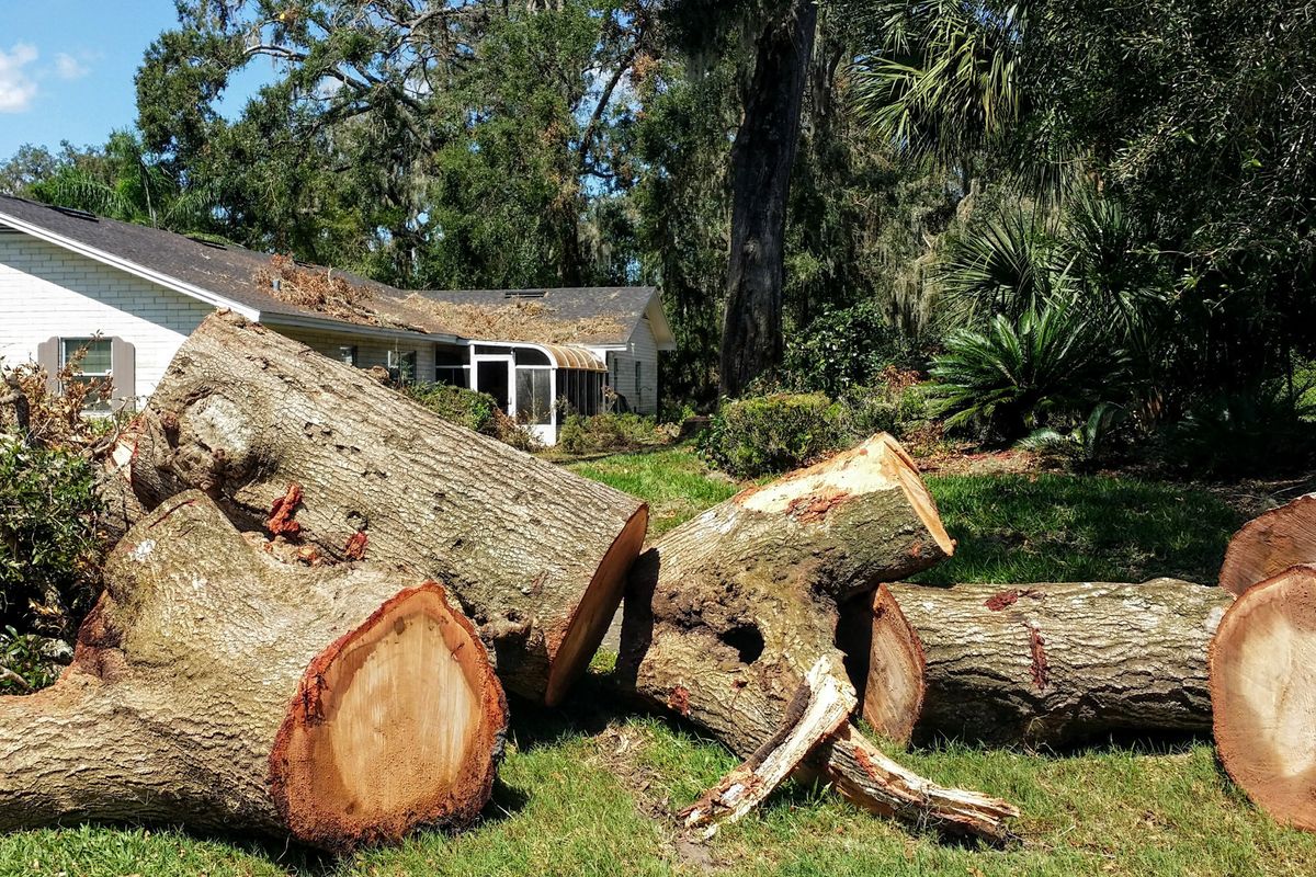 Tree Removal for Dove Springs Landscaping Services in Austin, Texas