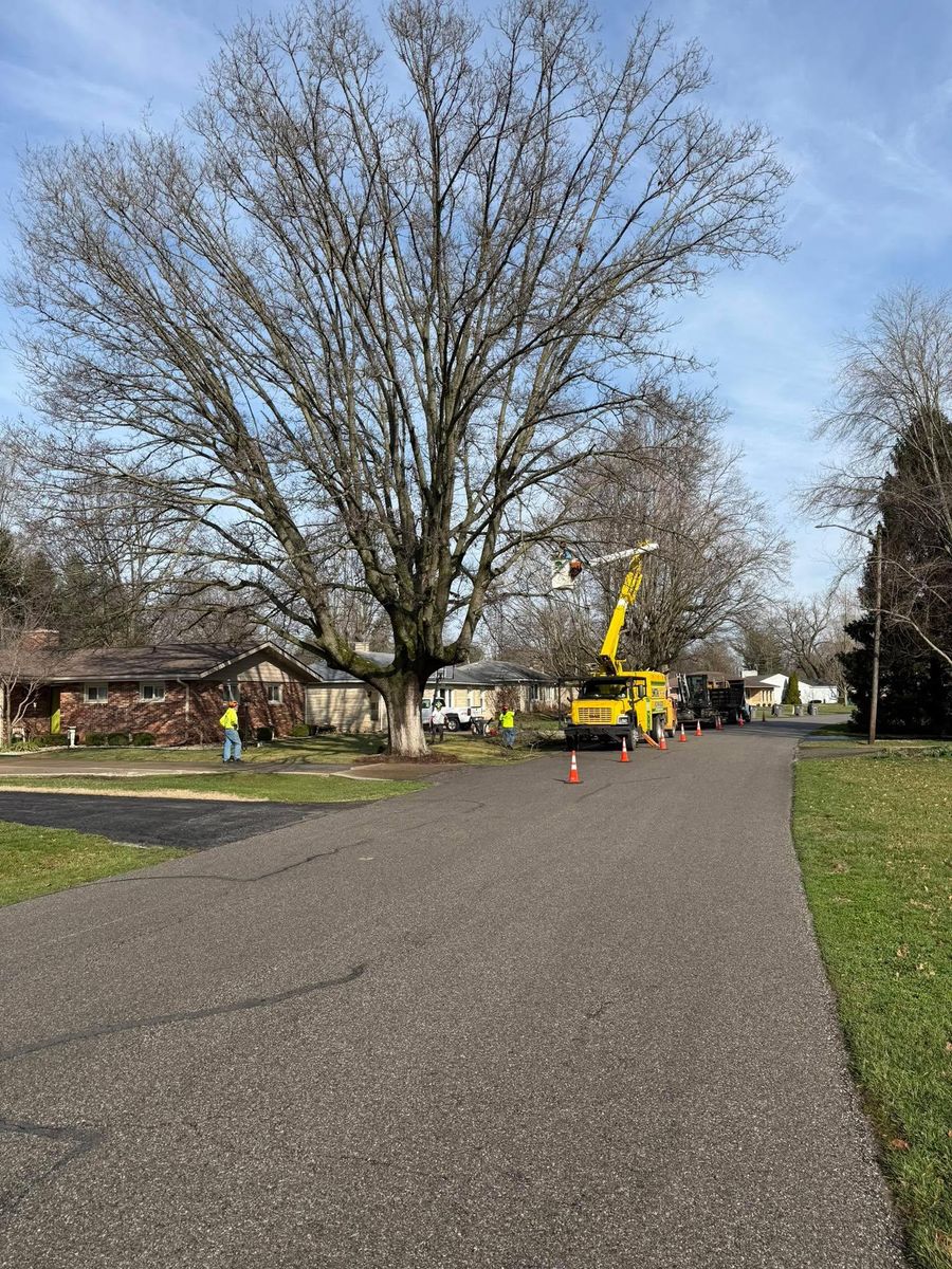 Tree Trimming for SMITHs Tree Service in Columbus, IN
