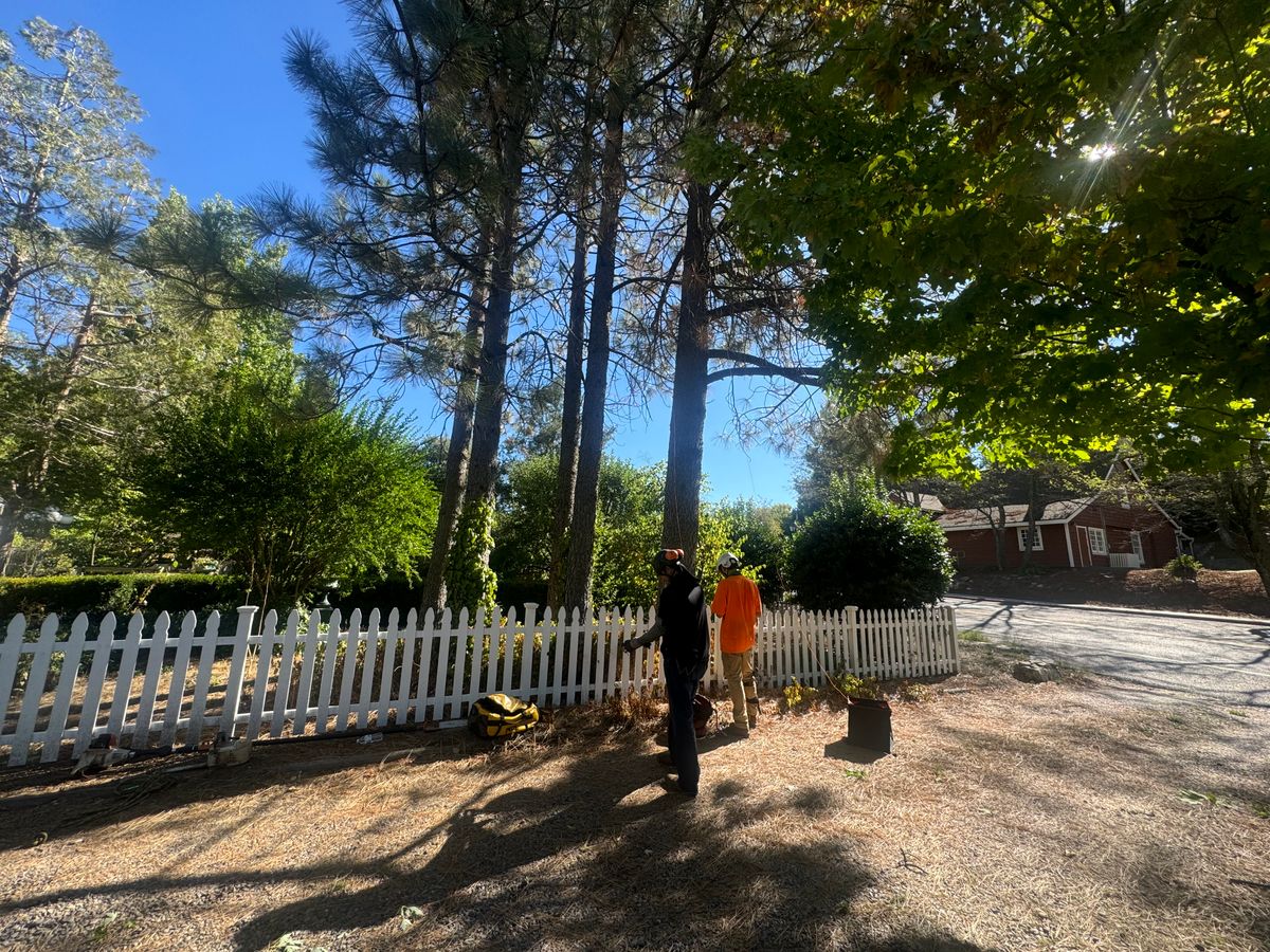 Tree Removal for The Tree Fairy in Temecula, CA