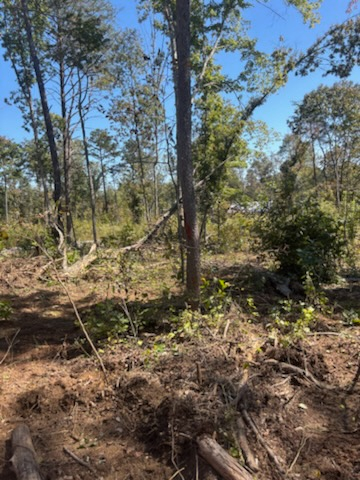 Forestry Mulching for TD Dirtworks in Tracy City, TN