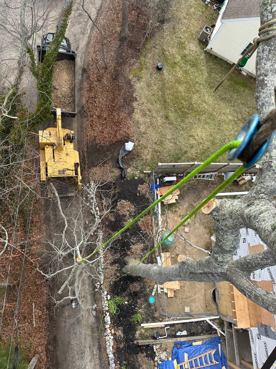 Tree Removal for Powell Tree Service Inc. in Cape Cod, MA