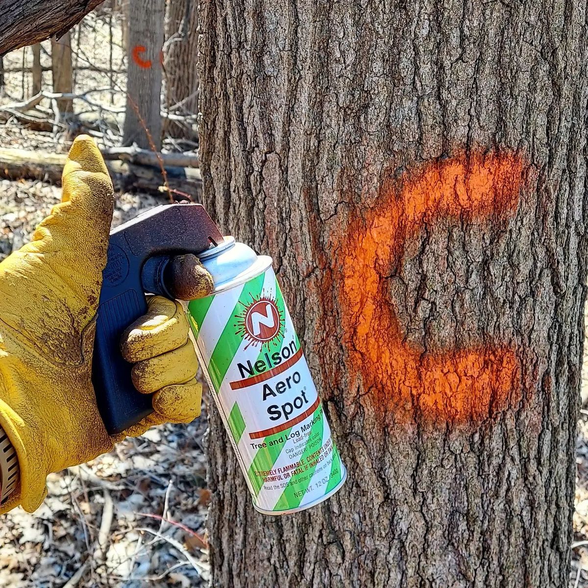 Forestry Services (TSI / FSI / Thinning) for Bluffside Forestry in Cedar Rapids, IA