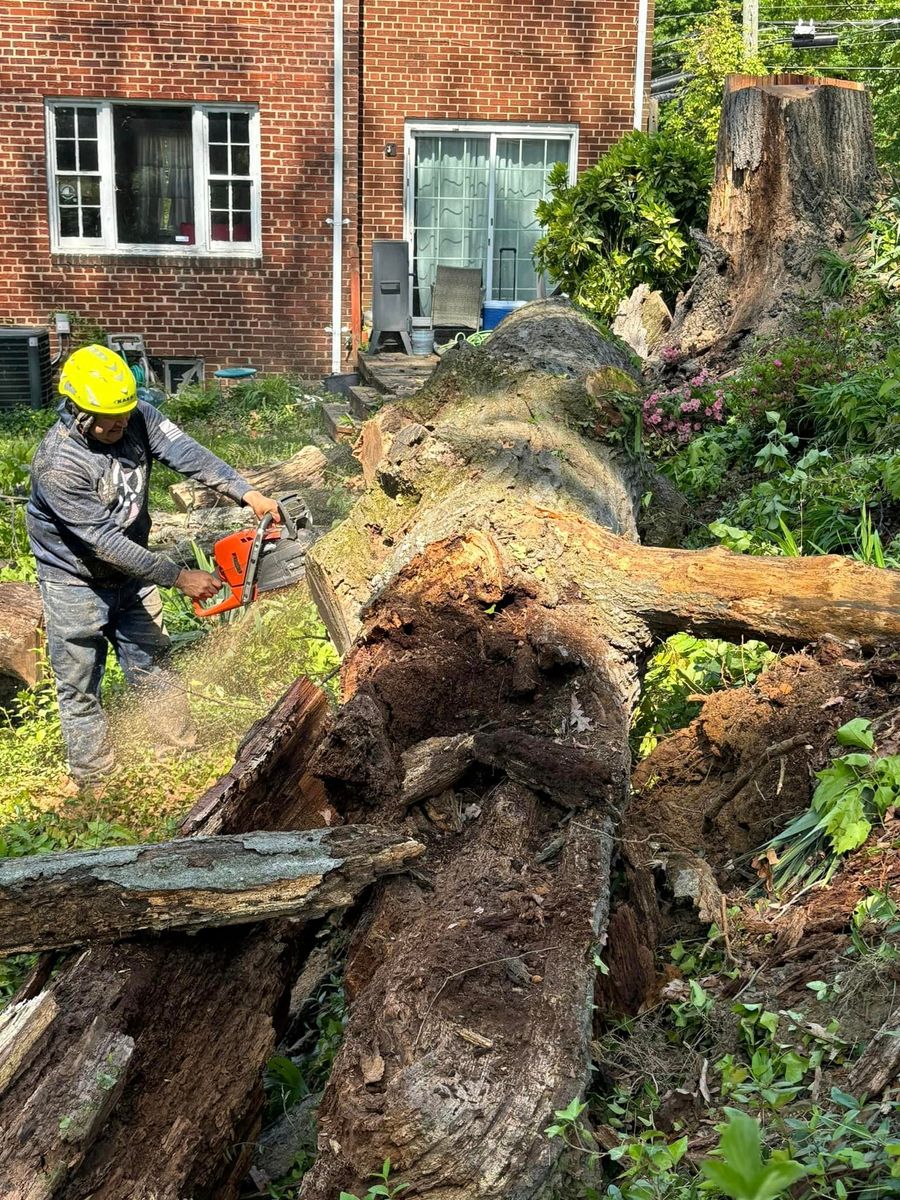 Tree Removal for R. Longoria Constructions in Cheverly, MD