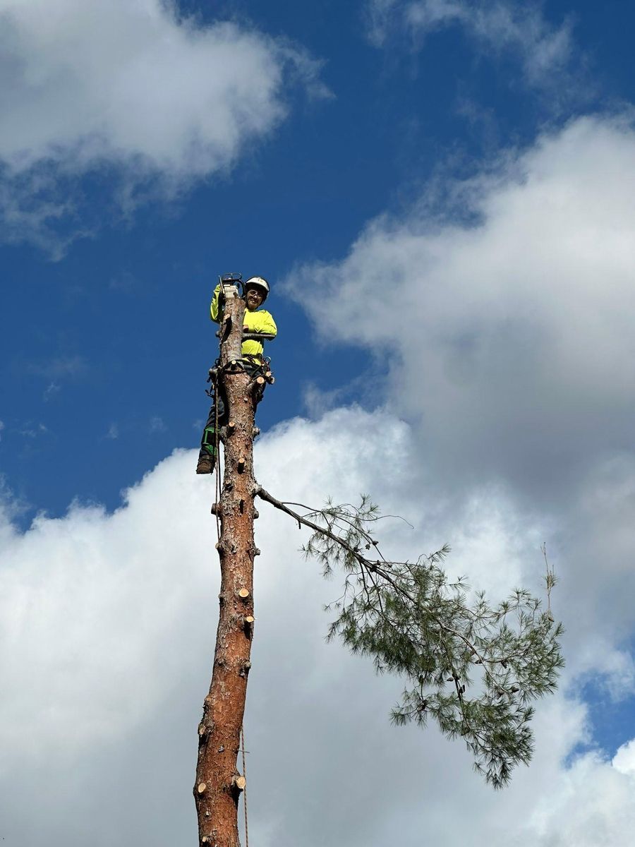 Tree Removal for The Tree Fairy in Julian, CA
