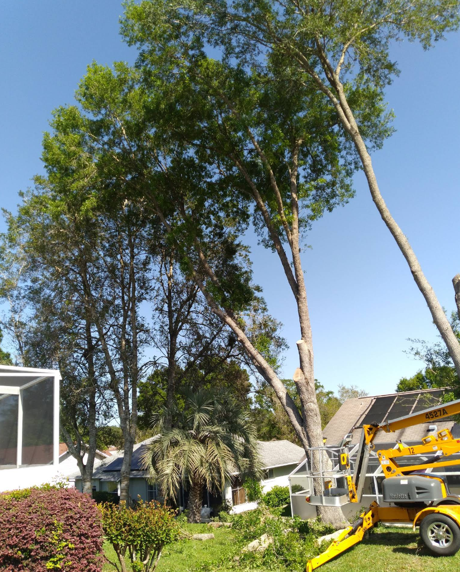 Tree Trimming for Perfect Cut Lawn & Tree Care in Citrus Springs, FL
