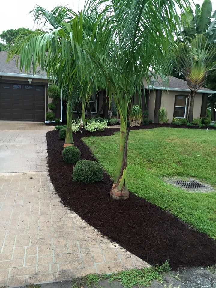 Palm and Trees for Plant World LLC in Cape Coral, FL