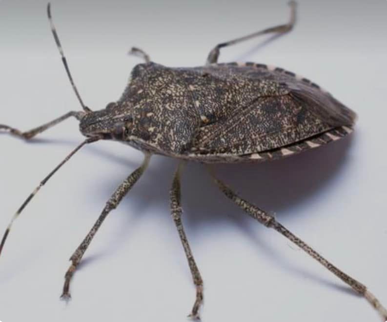 Pest Control for All-In Pest Control & Home Solutions in Worthington, IN