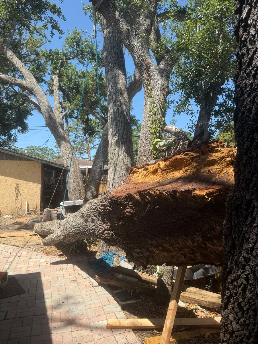 Stump Removal for Damian’s Tree Care in Sarasota, FL
