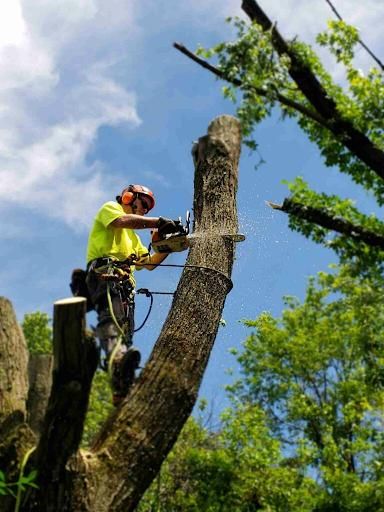 Tree Trimming & Removal for Mulch & Dig in West Bloomfield Township, MI