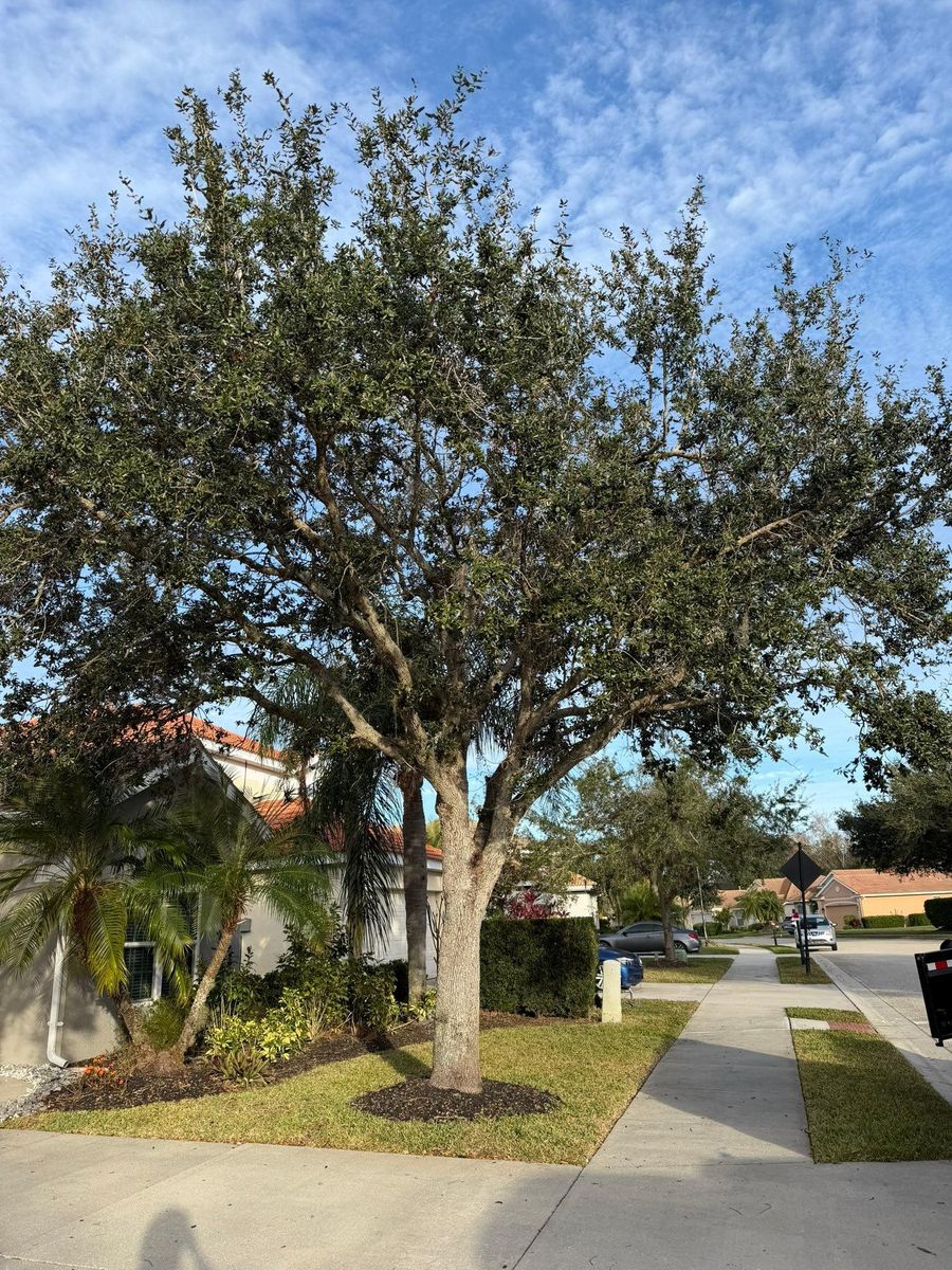 Tree Trimming for Damian’s Tree Care in Sarasota, FL