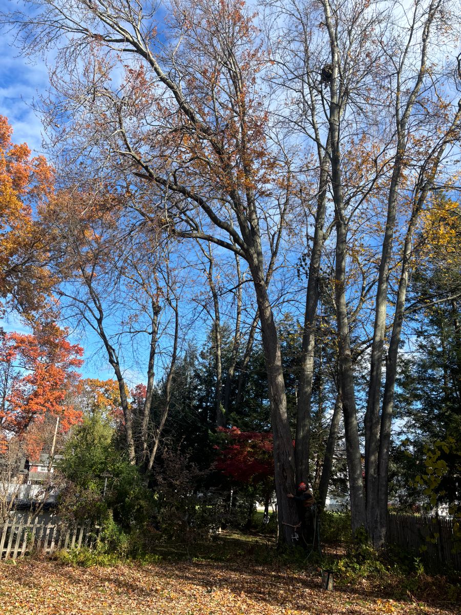 Tree Removal for T's Trees in Albany, NY
