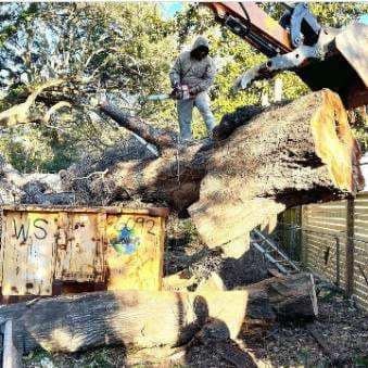 Tree trimming for Carolina Pros in Goose Creek, SC