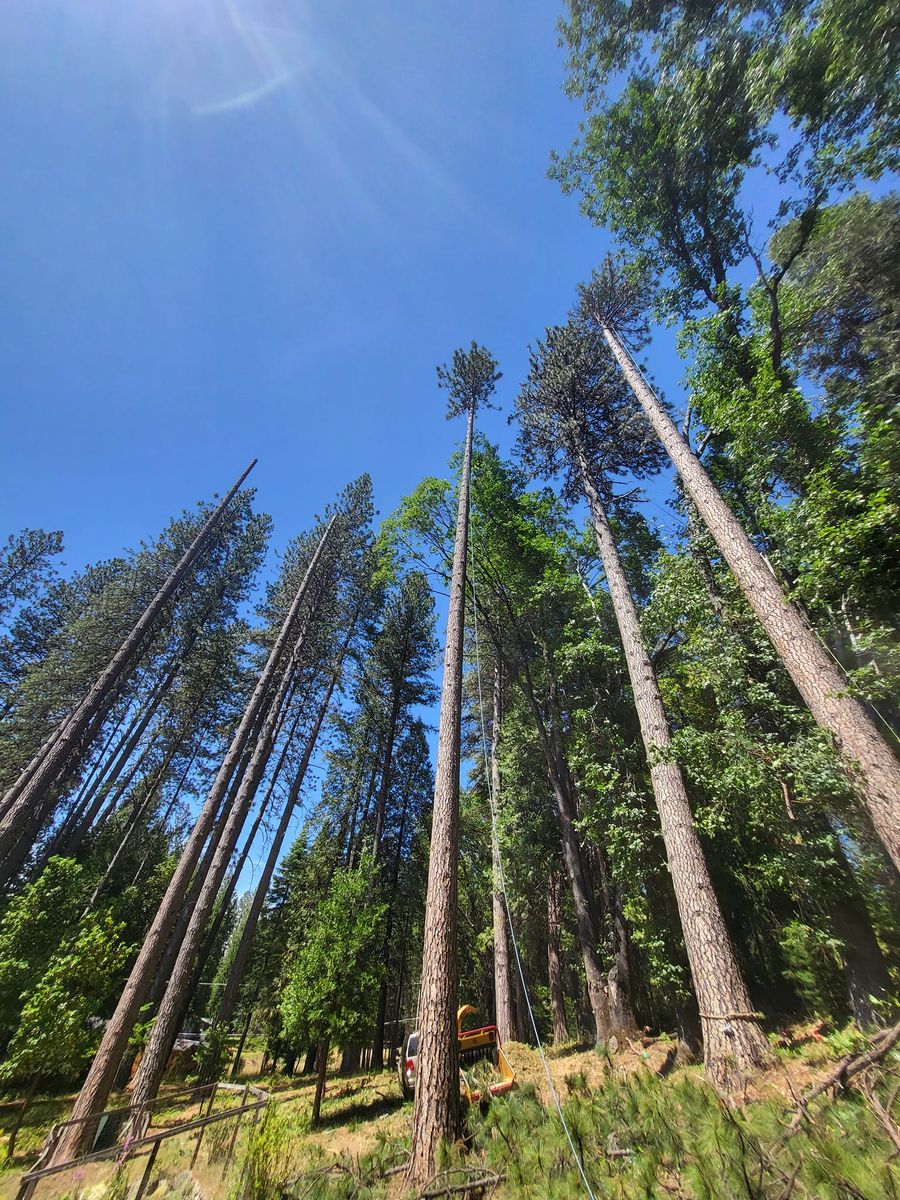 Tree Trimming for Terra Heights Tree Experts & Landscaping  in Grass Valley,  CA