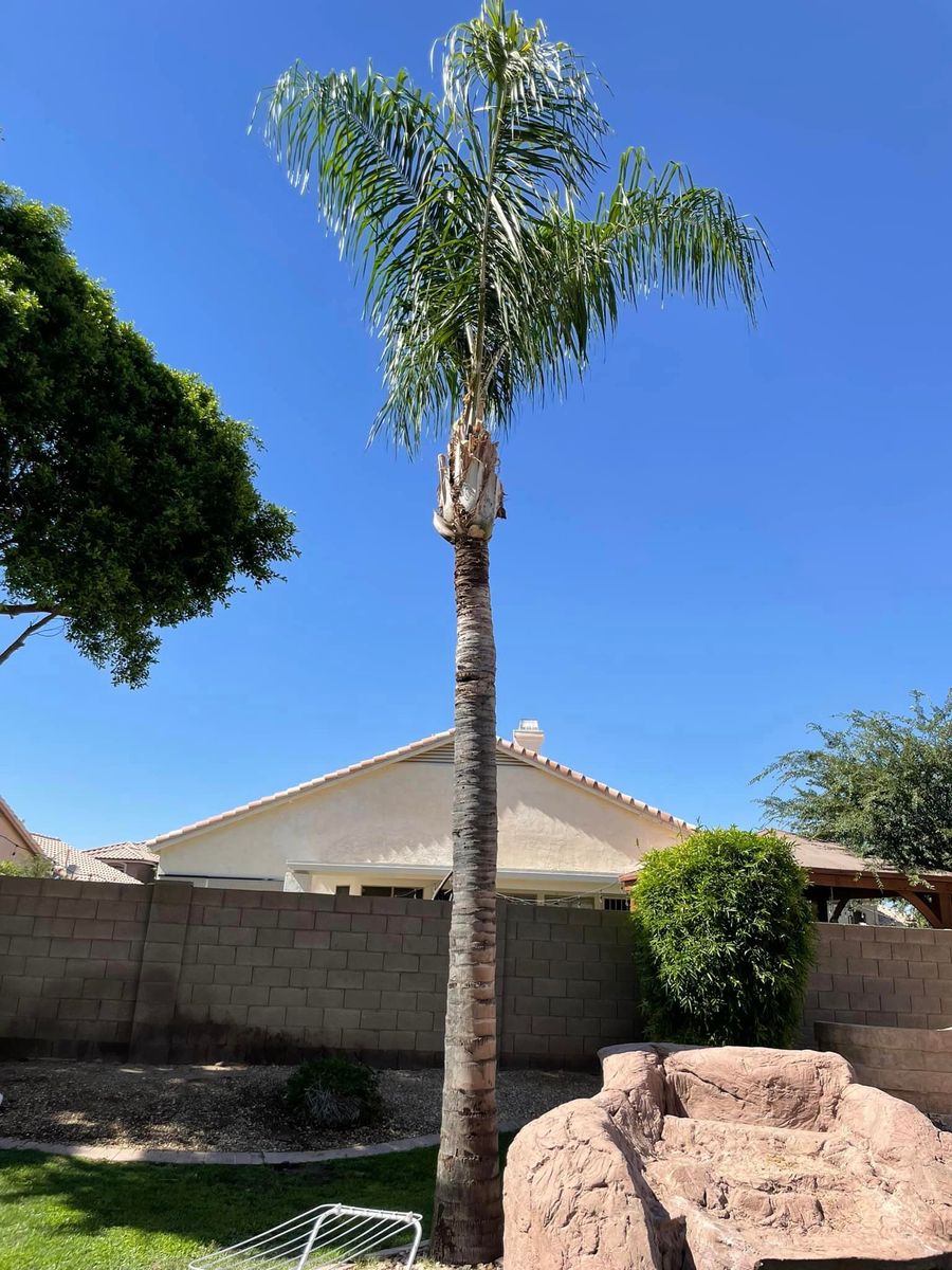 Tree Trimming and Removal for CTHA Landscape in Phoenix, AZ