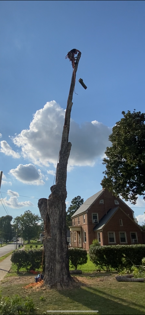 Tree Removal for Ascending Tree Service LLC in Kenbridge, VA