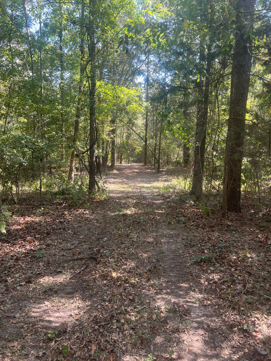 Forestry Mulching for 903 Mulching in East Mountain, TX