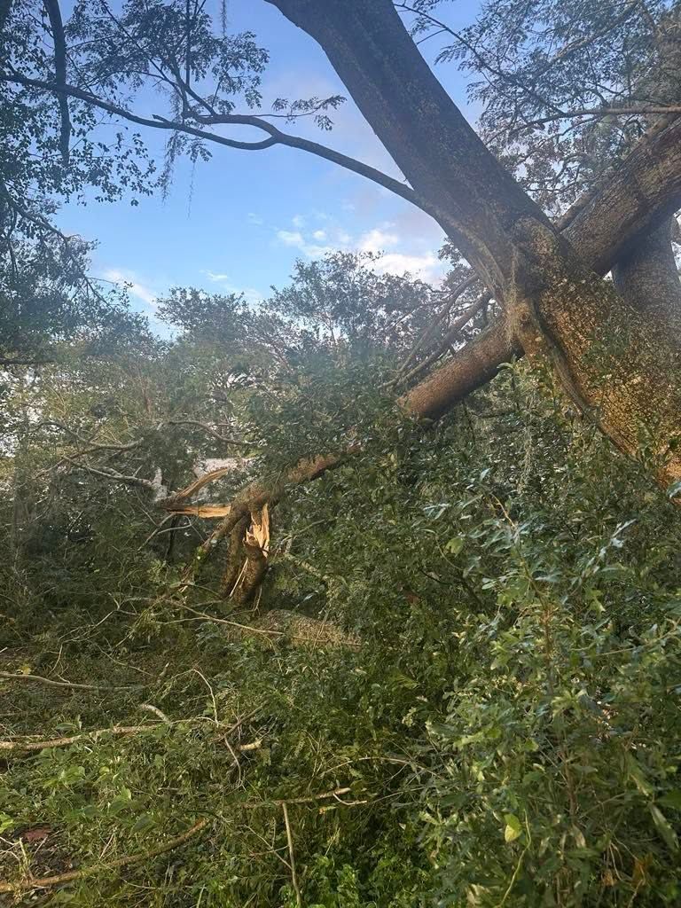 Tree Removal for All Around Guys Tree Service in Ocala, FL
