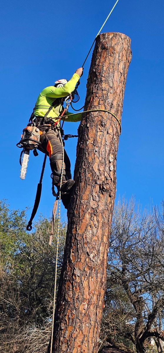 Tree Removal for Servin's Tree Care  in Houston, TX