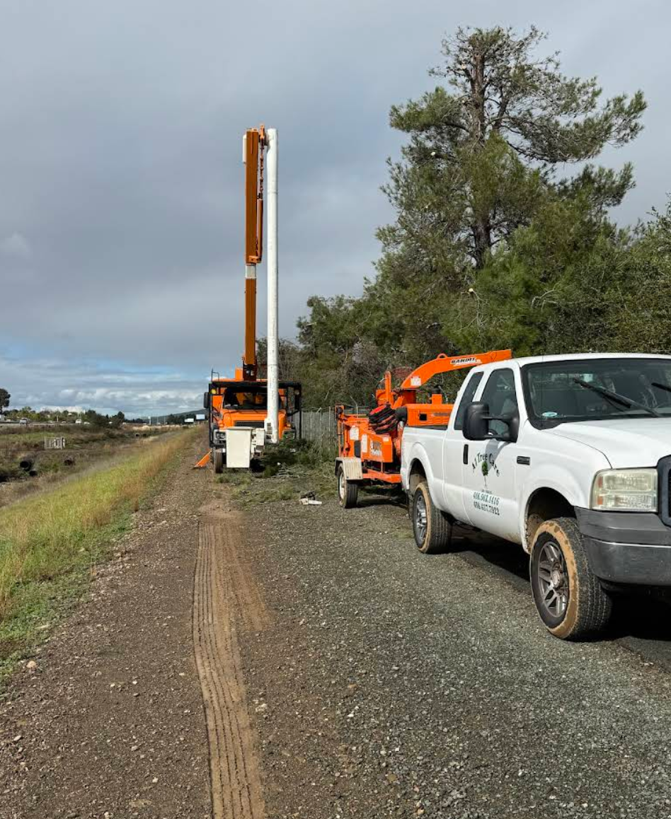Tree Removal for A1 Tree Care in San Jose, CA