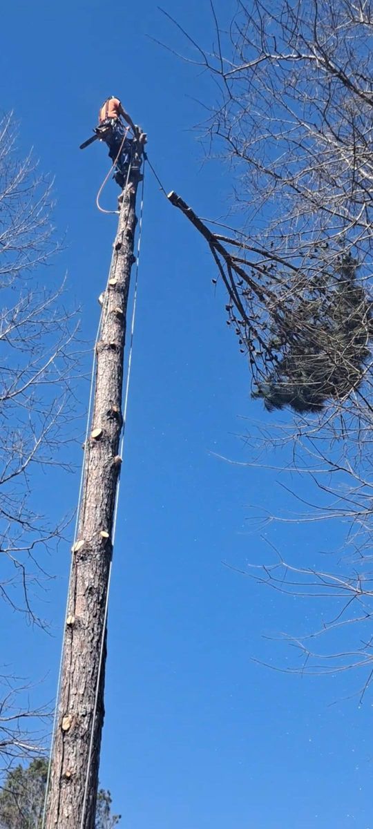 Tree Trimming & Removal for Bobcat Bob in Clermont, GA