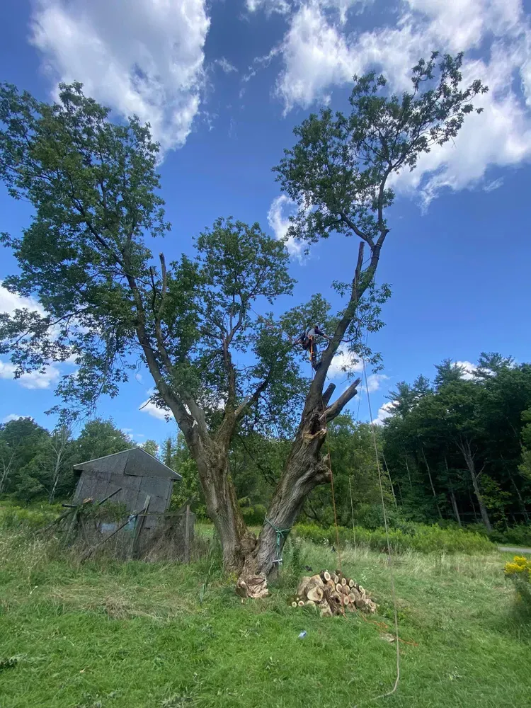 Tree Trimming for Licensed to Cut Tree Service in Athens, PA