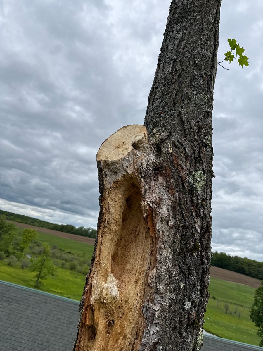 Storm Cleanup for Sterlings Tree Removal in Cobleskill, New York