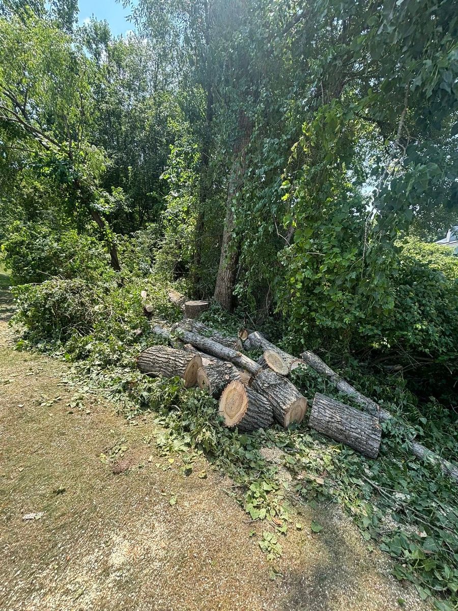 Tree Removal for T's Trees in Albany, NY