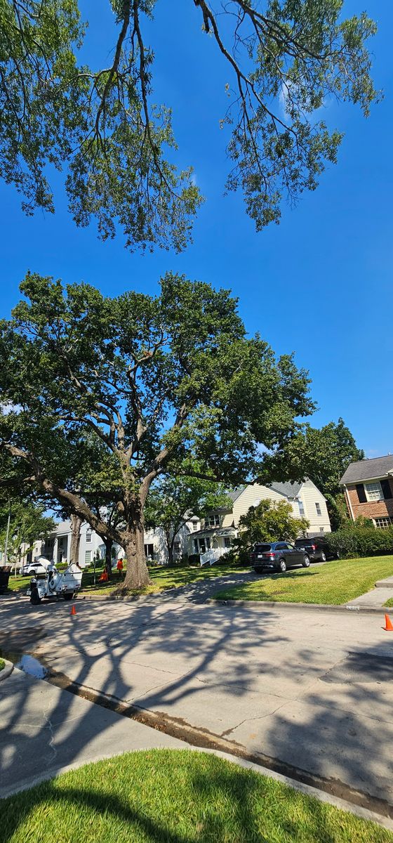 Tree Trimming for Servin's Tree Care  in Houston, TX