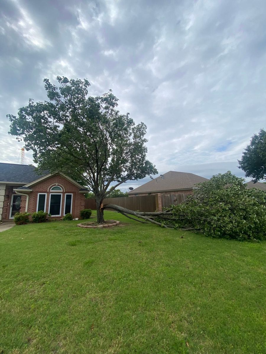 Tree Removal for Hector’s Tree Services in Nocona, TX