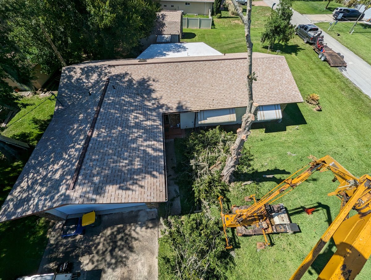 Tree Removal for Regal Tree Service and Stump Grinding in Wauchula, FL