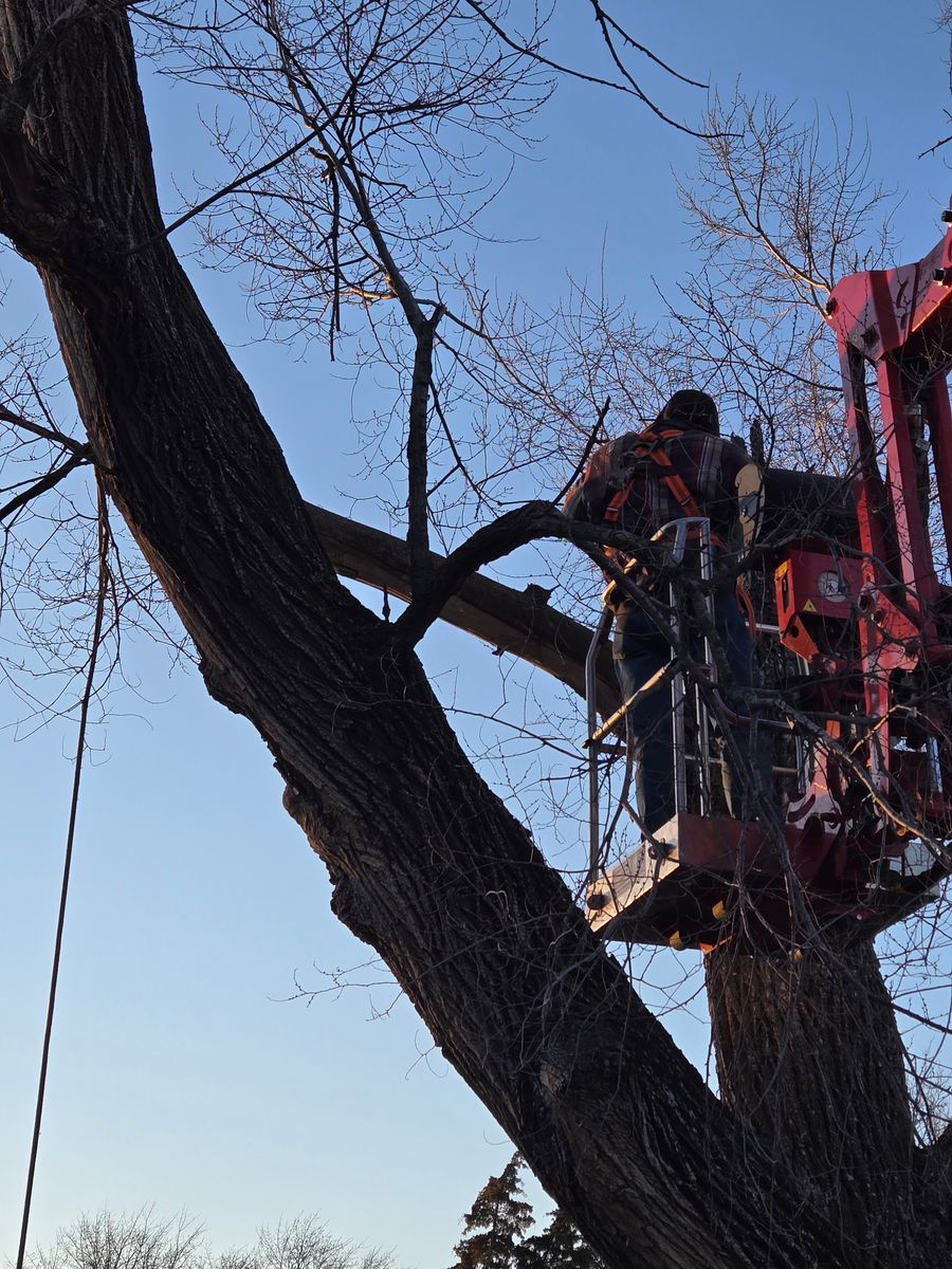 Tree Removal for Lawn Ranger Yard And Tree Service LLC in Ottumwa, IA