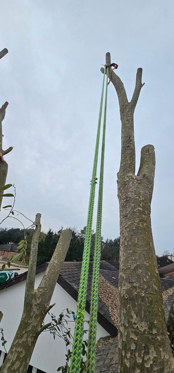 Tree Trimming for Servin's Tree Care  in Houston, TX