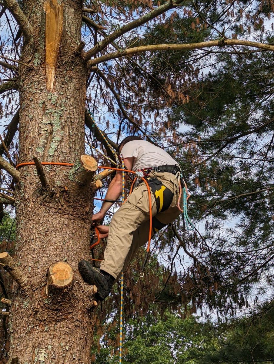 Tree Trimming for Affordable Tree Service TN in White House, TN