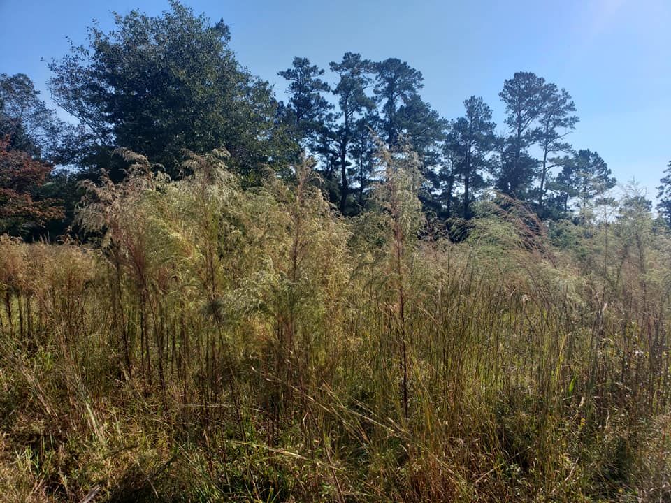 Bush Hogging for TJ Farm and Land Management in Loris, SC