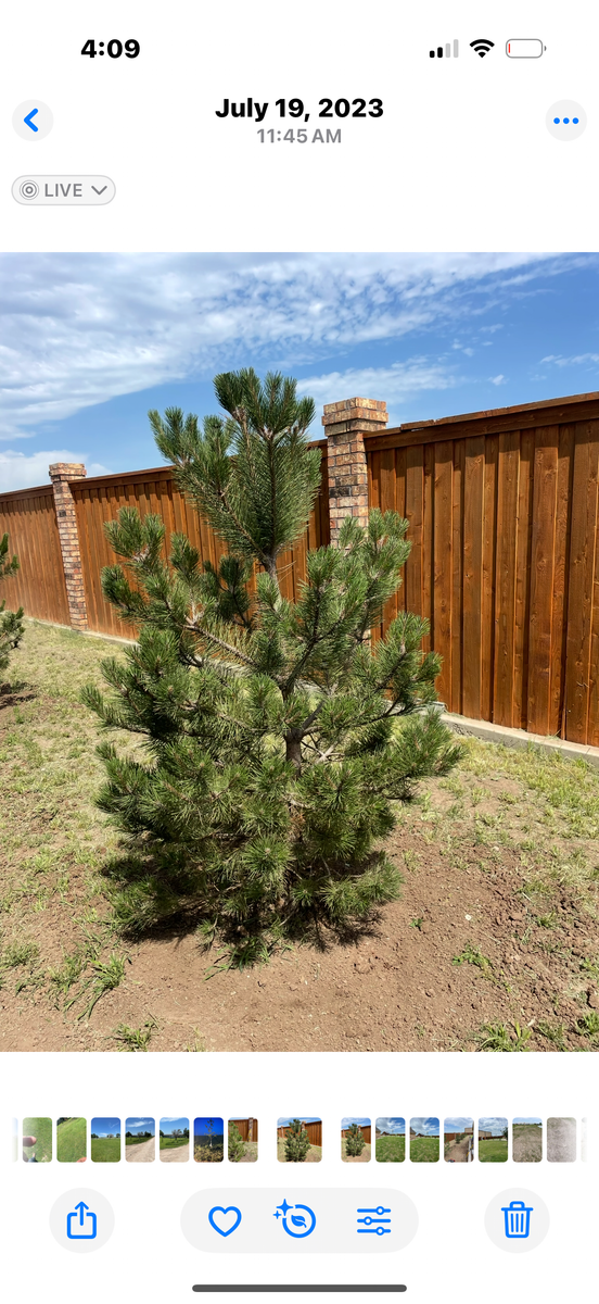 Tree Installations for R&J Hydromulch in Booker, TX