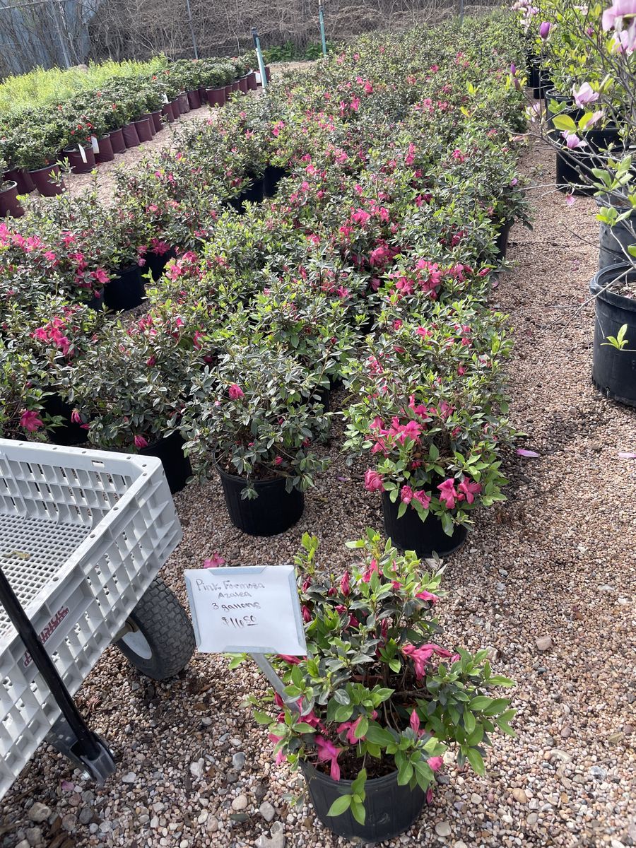 Landscape Installation for Atlas Land Design in Creekside Park, TX