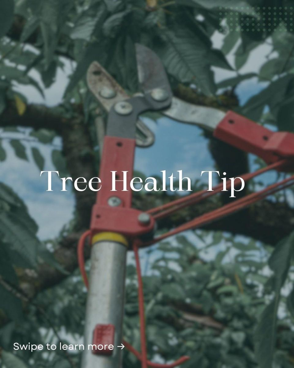 Tree Trimming for Oakwood Tree Removal LLC in Oak Creek,  WI