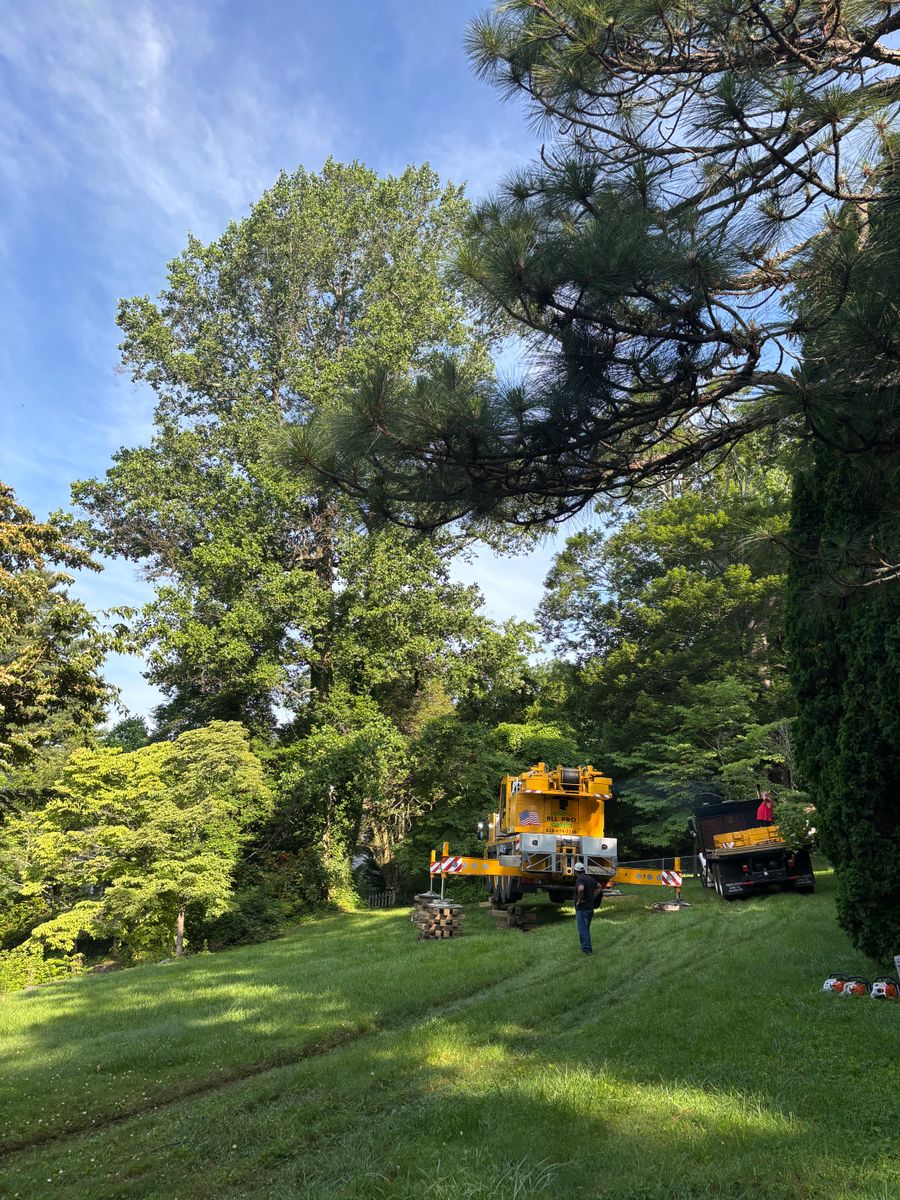 Landscaping for Andy's Tree Service in Zirconia, NC