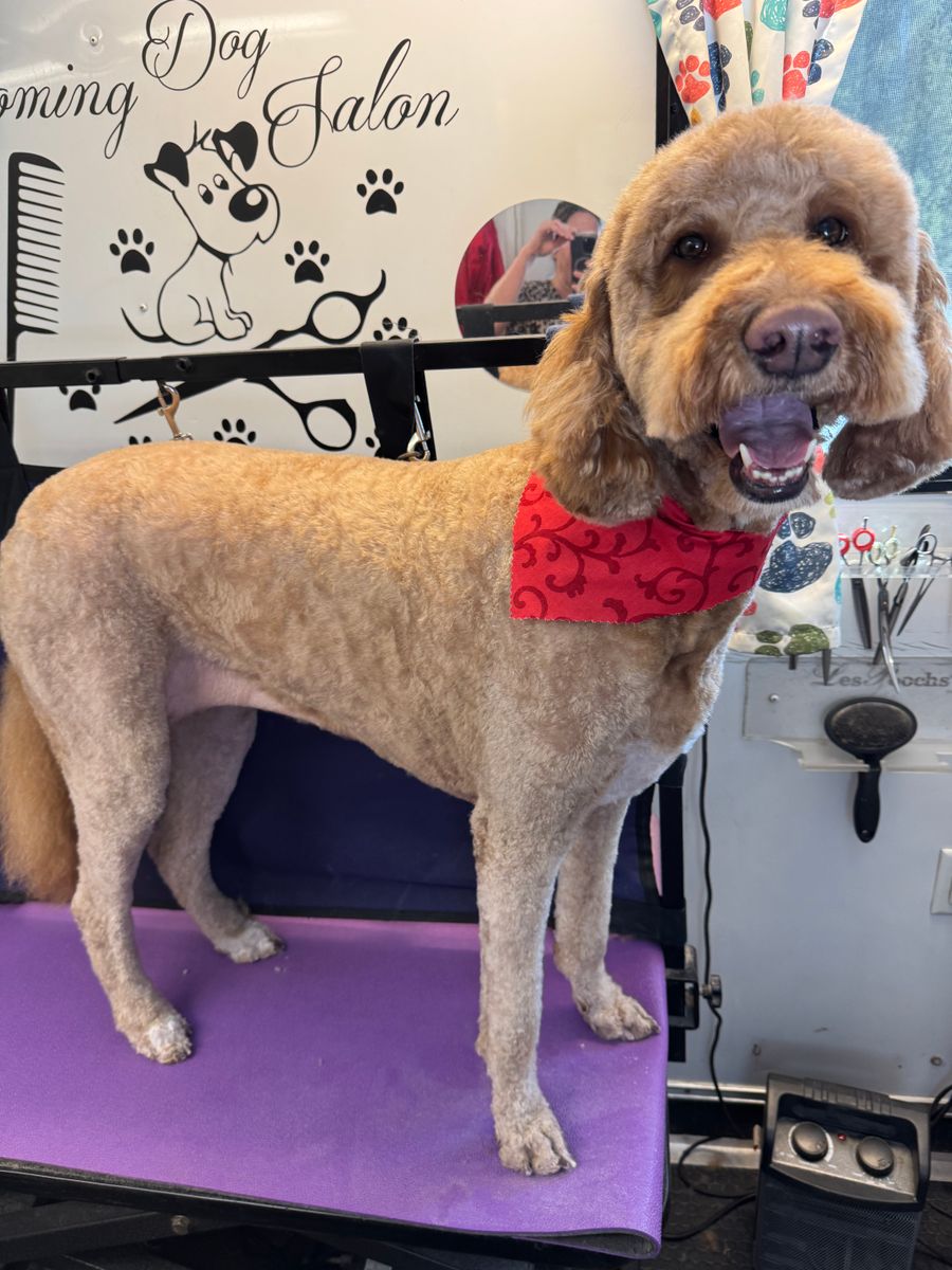 Full Service for Curbside Clips Mobile Grooming in Roachdale, Indiana