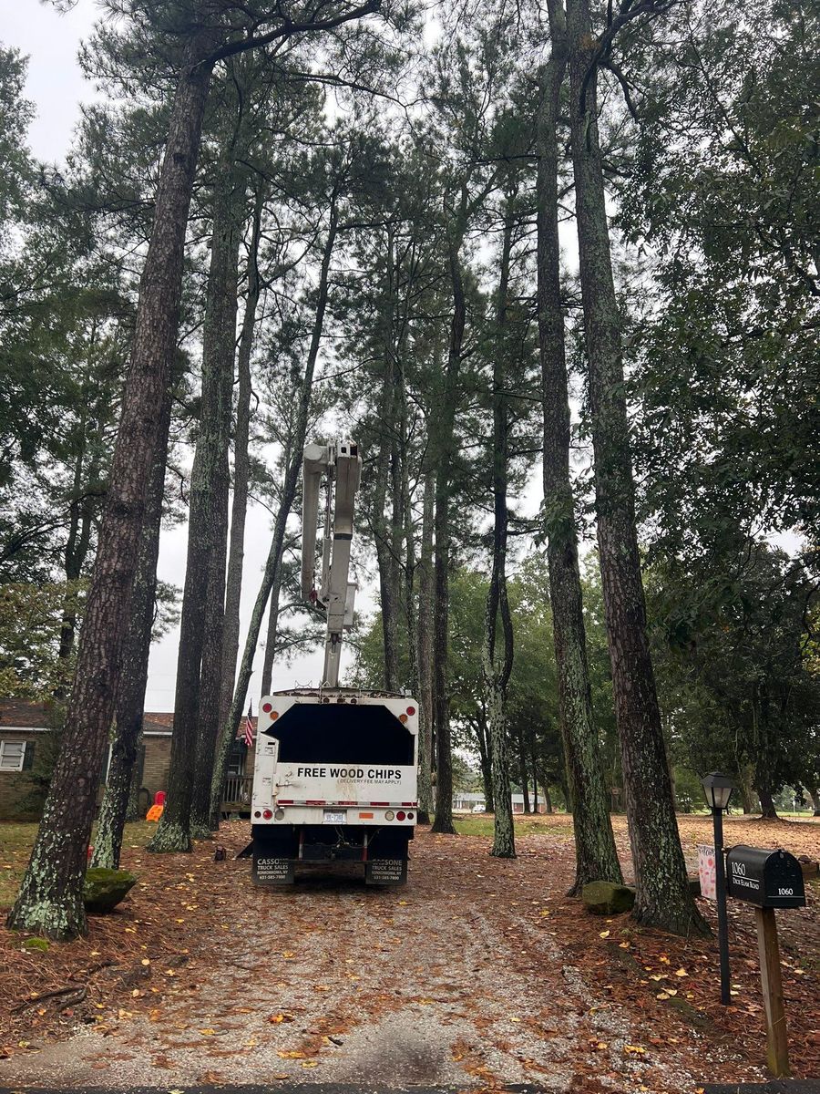 Fall Clean Up for Brooks Tree Service, LLC in Casar, NC